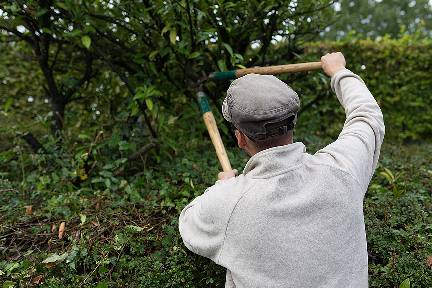Un homme avec une cisaille coupe la branche d'un arbre